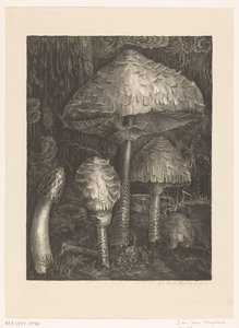 Mushrooms