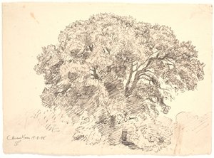 Study of Trees. Classens Garden