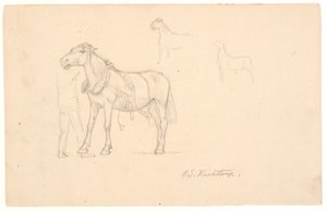 Three Studies of a Horse