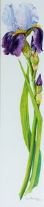 Iris with Three Buds