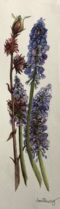 Muscari and Viburnum Bodnantense by Joan Thewsey