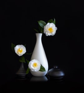 White Camellias Still Life