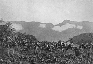 Bananas, Cubato