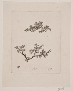 Two Tree Branches