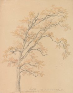 Oak Trees with Autumn Leaves, Milicz by Johan Christian Dahl