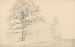 Deciduous Trees by Johan Christian Dahl