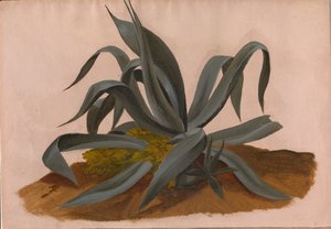 Study of an Agave by Johan Christian Dahl