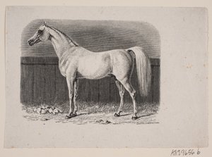 A Horse by Johan Frederik Rosenstand