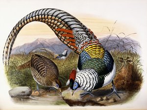 Thaumalea Amherstiae by Johan Gerard Keulemans