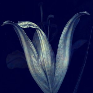 Lily 1, 2018