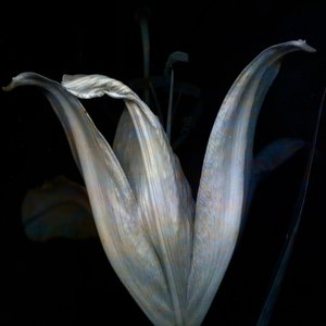 Lily 3