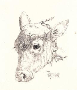 Calf Head
