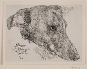 Dog Head, Snip
