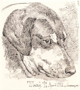 Dog Head, Terry