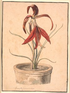 Blooming Amaryllis