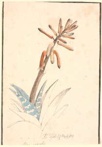 Blooming Aloe by Johan Thomas Lundbye