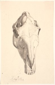 Deer Skull by Johan Thomas Lundbye