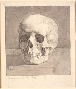 Skull, Seen from the Front