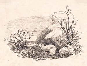The Ermine