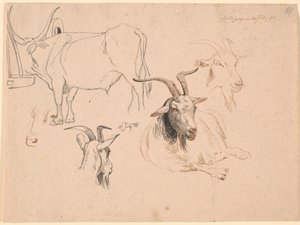 Study of an ox and two studies of goat heads and one of a lying goat by Johan Thomas Lundbye
