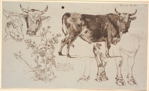 Study Sheet from Vognserup. Left: Two Cow Heads, Below a Dock Leaf. From the Middle to the Right: A Standing Bull, Below Studies of Its Legs by Johan Thomas Lundbye