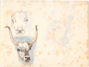 Three Studies of the Head of a Roman Ox by Johan Thomas Lundbye