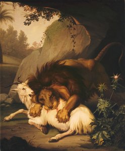 A Lion attacking a Goat