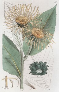 Elecampane Inula Helenium