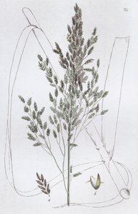Reed Sweet Grass Poa Aquatica, 1804-1811 by Johan Wilhelm Palmstruch