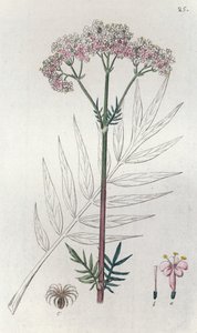 Valerian Valeriana officinalis