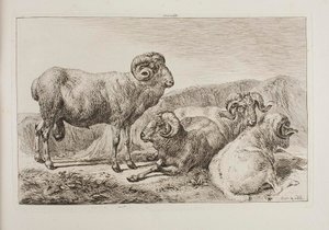 Merino Rams by Johann Adam Klein