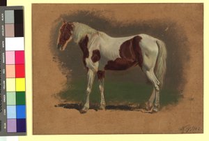 Horse Study by Johann Adam Klein