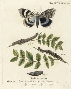 Blue Underwing Moth or Clifden Nonpareil. Handcoloured Copperplate Engraving by Johann Carl Bock by Johann Carl Bock