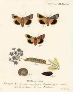 Broad-Bordered Yellow Underwing. Handcoloured Copperplate Engraving by Johann Carl Bock after Eugenius Johann Christoph Esper’s Die Schmetterlinge in Abbildungen nach der Natur, Erlangen by Johann Carl Bock