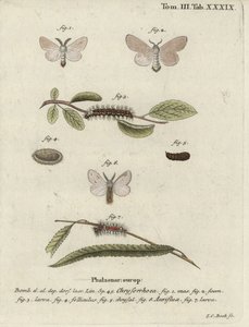 Brown-tail moth, Euproctis chrysorrhoea by Johann Carl Bock