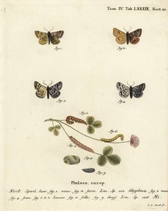 Burnet Companion Moth and the Mother Shipton Moth. Handcoloured Copperplate Engraving by Johann Carl Bock by Johann Carl Bock