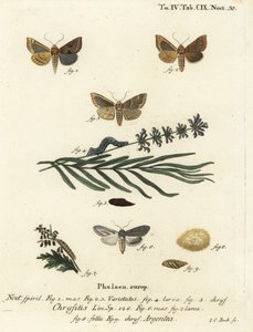 Burnished brass moth, Diachrysia chrysitis, and green silver-spangled shark, Cucullia argentea. Handcoloured copperplate engraving by Johann Carl Bock after Eugenius Johann Christoph Esper’s Die Schmetterlinge in Abbildungen nach der Natur, Erlangen by Johann Carl Bock