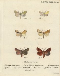 Burren Green, Sallow, Angle-Striped Sallow, and Double Line (Illustration from Die Schmetterlinge) by Johann Carl Bock