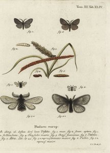 Canephora Hirsuta, Ocneria Detrita and Epichnopterix Plumella
