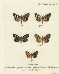 Catocala Conversa, Catocala Nymphaea, and Oak Yellow Underwing. Handcoloured Copperplate Engraving by Johann Carl Bock