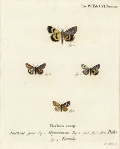 Catocala Hymenaea, Amerila Puella, and Isturgia Famula Moths (Illustration from Die Schmetterlinge) by Johann Carl Bock