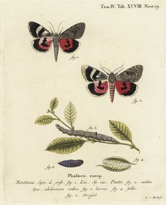 Catocala Pacta Moth. Handcoloured Copperplate Engraving by Johann Carl Bock by Johann Carl Bock