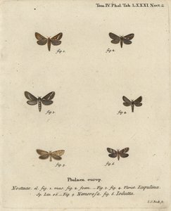 Common Swift Moth, Gold Swift, and Pharmacis Carna (Illustration from Die Schmetterlinge) by Johann Carl Bock