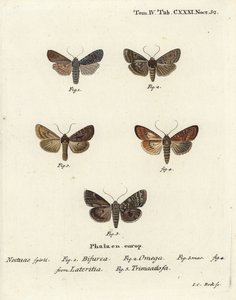 Conformist, Double Dart, Scarce Brindle, and Silver Arches by Johann Carl Bock