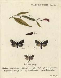 Dot, Melanchra persicariae, and Dryobota labecula. Handcoloured copperplate engraving by Johann Carl Bock after Eugenius Johann Christoph Esper’s Die Schmetterlinge in Abbildungen nach der Natur, Erlangen by Johann Carl Bock