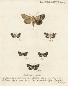 Double dart or soothsayer, Graphiphora augur 1, pale shoulder, Acontia lucida 2,3, four-spotted moth, Tyta luctuosa 4,5, and druid moth, Aedia funesta 6. Handcoloured copperplate engraving by Johann Carl Bock after Eugenius Johann Christoph Esper’s Die Sch by Johann Carl Bock