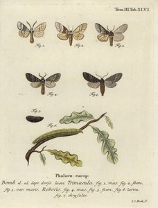 Drymonia dodonaea moth by Johann Carl Bock