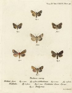 Dusky Sallow, Cynaeda Dentalis, Ear Moth, and Common Rustic. Handcoloured Copperplate Engraving by Johann Carl Bock by Johann Carl Bock