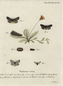 Epatolmis caesarea and Penthophera morio moths by Johann Carl Bock