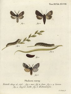 Feathered Gothic and Rannoch Sprawler Moths by Johann Carl Bock